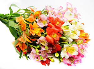 Картинки Букеты Лилия разноцветные цветок