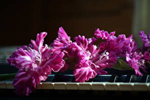 Papel de Parede Desktop Gladioluses Violeta cor flor