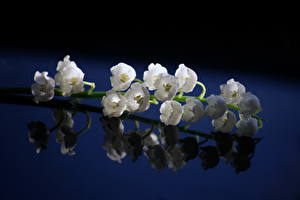 Fotos Maiglöckchen Ast Blüte