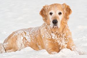 Wallpaper Dogs Glance Snow Retriever Snout animal