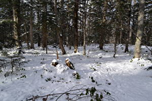 Fotos Jahreszeiten Winter Wälder Schnee Bäume Natur