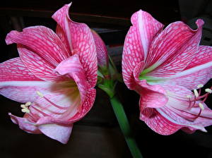 Bilder Amaryllis Rosa Farbe Blüte