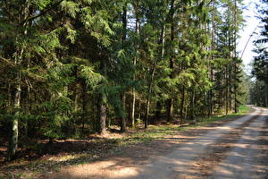 Fondos de escritorio Bosques Carreteras árboles Picea  Naturaleza