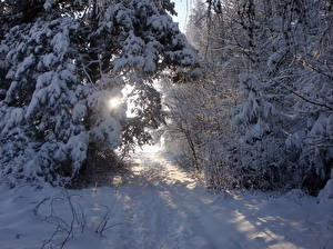 Bakgrundsbilder på skrivbordet Årstiderna Vinter Snö Träd Ljusstrålar Natur
