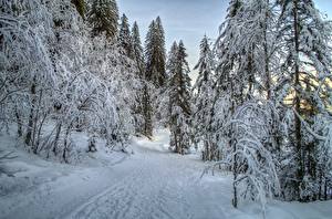 Papel de Parede Desktop Estação do ano Invierno Estradas Florestas Neve árvores Naturaleza