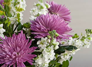 Picture Bouquets Chrysanths  Flowers