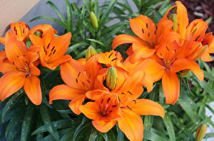 Bureaubladachtergronden Lelie Oranje bloem