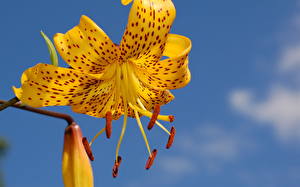 Papel de Parede Desktop Lírio Amarelo  flor