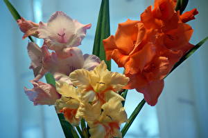 Wallpapers Gladiolus Flowers