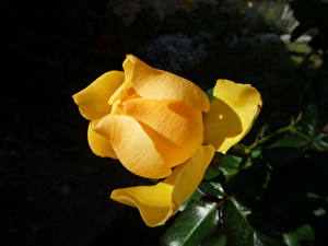 Papel de Parede Desktop Rosa Amarelo flor