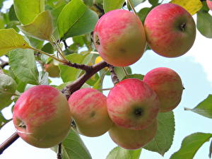 Bakgrundsbilder på skrivbordet Frukt Äpplen Löv Grenar Mat