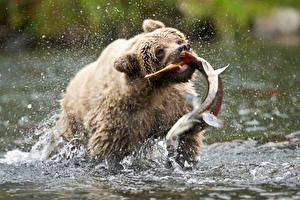 Wallpaper Bears Grizzly Fish Wet Animals