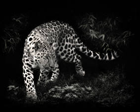 Papel de Parede Desktop Fauve Leopardo Cauda Pata Grama Noite Animalia