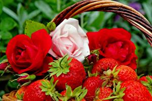 Fonds d'écran Fruits Fraises Rose Nourriture
