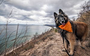 Bureaubladachtergronden Honden Hemelgewelf De kust Kijkt Wolken Zand Dieren