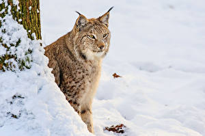 Picture Big cats Lynx Staring Snow animal