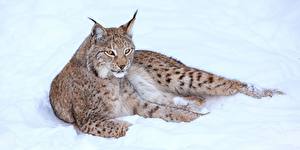 Bureaubladachtergronden Pantherinae Lynxen Kijkt Sneeuw Dieren