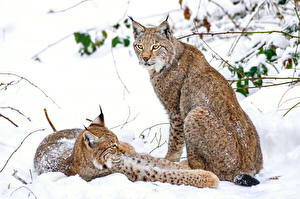 Картинки Большие кошки Рысь Взгляд Снегу Лап животное