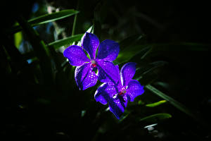 Papel de Parede Desktop Orquídeas Violeta cor Flores