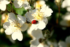 Bureaubladachtergronden Insecten Lieveheersbeestjes Bloemen