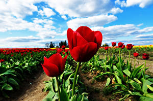 Tapety na pulpit Tulipany Niebo Pole rolnicze Czerwony Liście Kwiaty