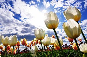 Tapety na pulpit Tulipany Niebo Pole rolnicze Biały Kwiaty