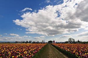Wallpaper Sky Fields Many Tulip Clouds Nature Flowers