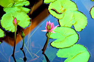 Wallpapers Nymphaea Flowers
