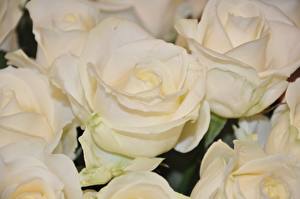 Tapety na pulpit Róże Biały kwiat