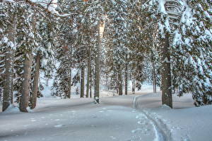 Bureaubladachtergronden Seizoen Winter Bossen Sneeuw Een boom HDR Natuur
