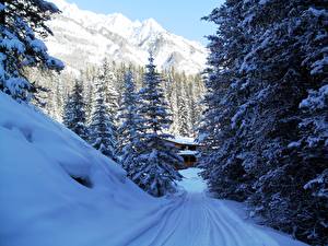 Фотографии Сезон года Зимние Парки Гора Канада Снега Дерева Ель Банф Природа