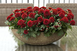 Bakgrunnsbilder Krysantemum Rød Blomster