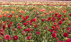Picture Dahlias Fields Many Flowers