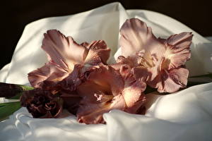 Bakgrunnsbilder Gladiolus Våt Dråpe blomst