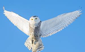Pictures Birds Owl Glance White Wings  animal