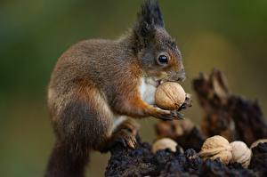 Photo Rodents Squirrels Nuts Glance animal