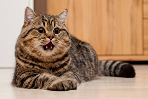Hintergrundbilder Katzen Starren Schnurrhaare Vibrisse Grinsen Schnauze ein Tier