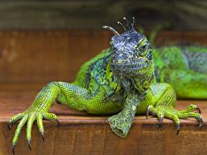 Fonds d'écran Reptiles Iguanidae Regard fixé Tête Animaux