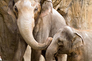 Bakgrunnsbilder Elefanter Hode Dyr