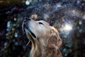 Pictures Dog Retriever Snowflakes Head Snout Animals