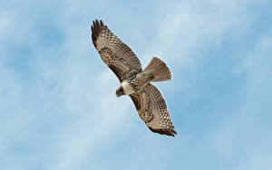 Pictures Birds Falcon Sky Flight animal