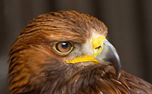 Photo Birds Falcon Eyes Staring Head Beak animal