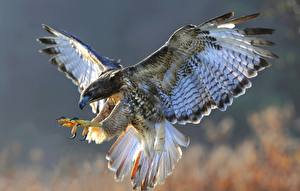 Pictures Bird Hawk Flight Wings Animals