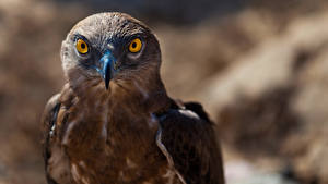 Hintergrundbilder Vogel Habicht Augen Starren Kopf Schnabel ein Tier
