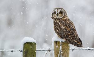 Картинка Птица Совы Взгляд Снега болотная Животные