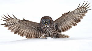 Images Bird Owl Wings Great Grey Owl Animals