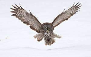 Image Bird Owls Flight Wings Great Grey Owl Animals