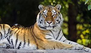 Fonds d'écran Fauve Tigre Regard fixé Vibrisse Museau un animal