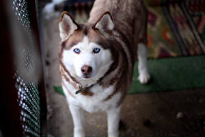 Hintergrundbilder Hund Starren Siberian Husky Schnauze ein Tier