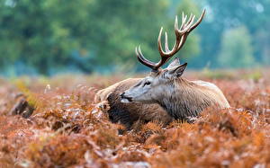 Photo Deer Horns animal